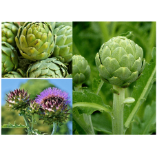 Herb Artichoke Green Globe