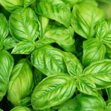 Herb Basil Green - Genovese