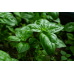 Herb Basil Green - Genovese