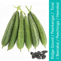 Ridge Gourd Peerkangai Seeds 25 Seeds