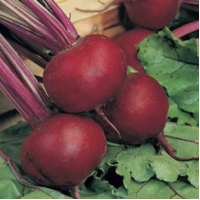 Beetroot