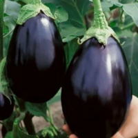 Brinjal Black Beauty