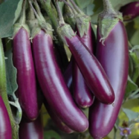 Brinjal Purple Long