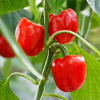 Capsicum Red