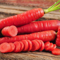 Carrot Red Long