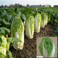 Chinese Cabbage