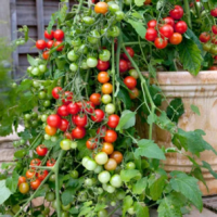 Tomato Cherry