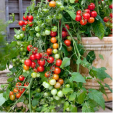 Tomato Cherry