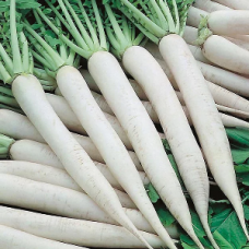 White Radish Long