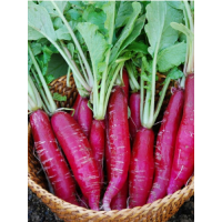 Long Red Radish 