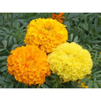 African Marigold Mixed