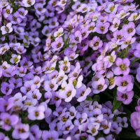 Alyssum Royal Carpet Blue