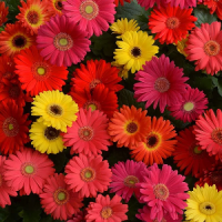 Gerbera Micro Mini Flowering Seeds