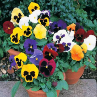 Pansy Swiss Giant Mix