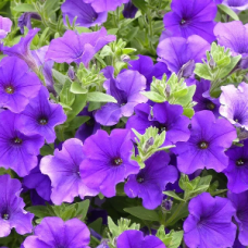 Petunia Royal Blue